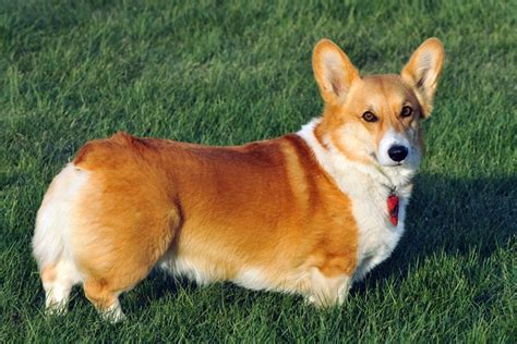 Top 10 Most Expensive Dog Breeds in the Philippines & their .